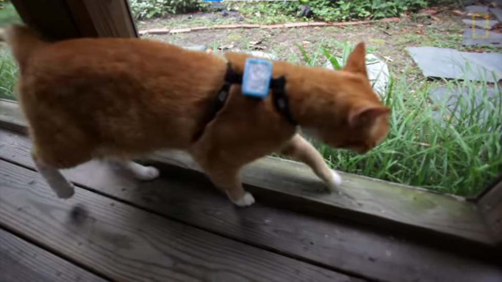 How To Get Cats For Your Settlement